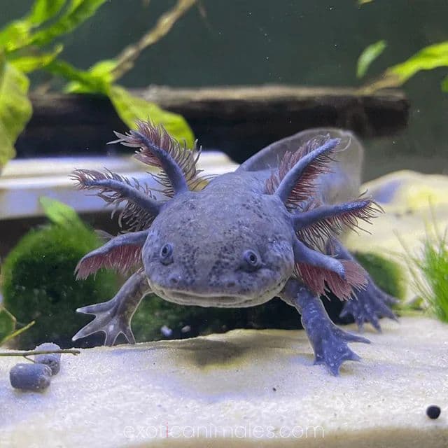 Axolotl Morphs