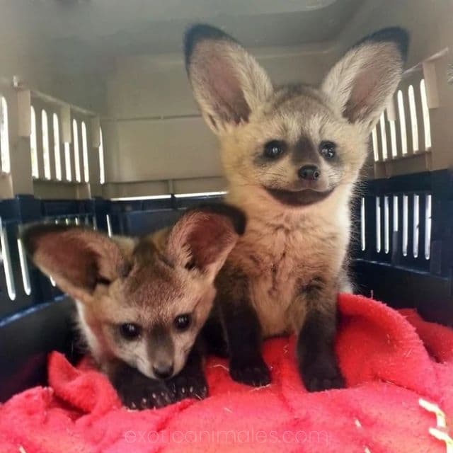 Fennec & Bat-Eared Fox