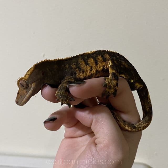 Leopard & Crested Geckos