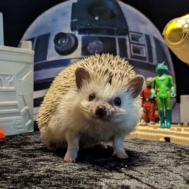 Hedgehogs & Hamsters