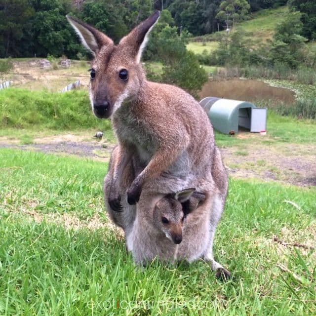 Kangaroos & Wallabies