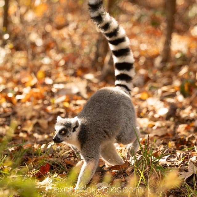 Ring Tailed Lemurs