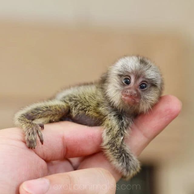Marmoset Finger Monkeys