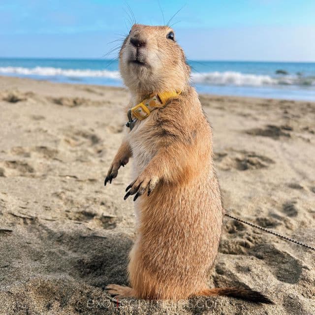 Prairie Dogs & Capybaras
