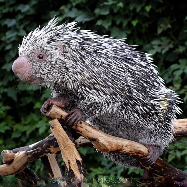 Prehensile Porcupines
