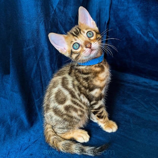 Hybrid Savannah Cats