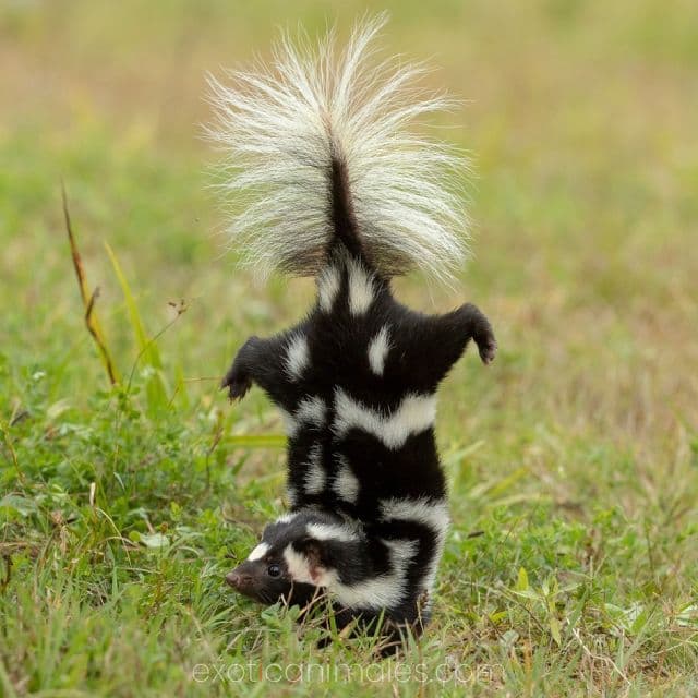 Skunks & Ferrets