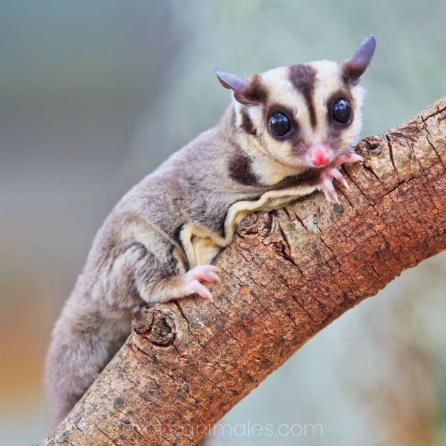 Sugar Gliders