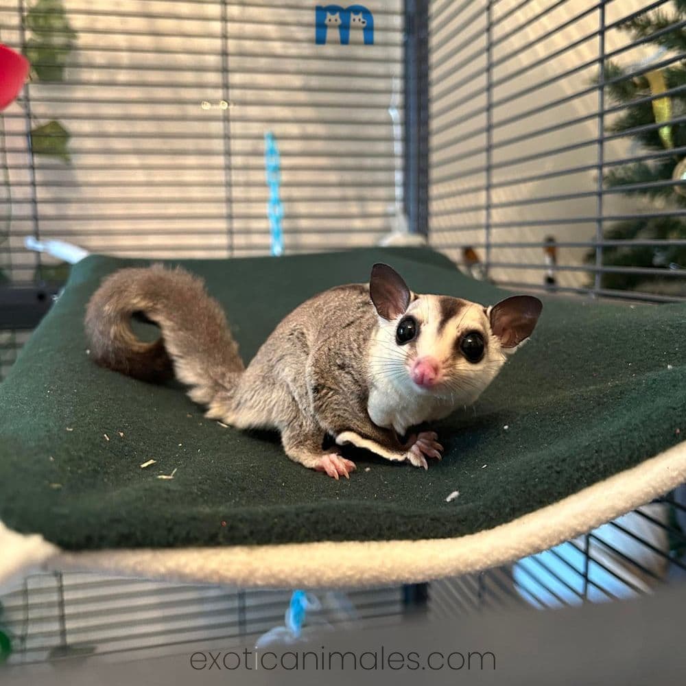 Leucistic Sugar Glider