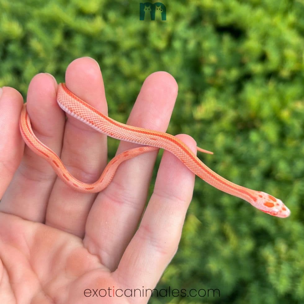 Baby Albino Striped Corn Snake