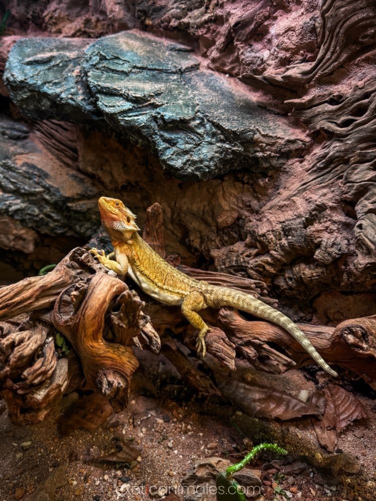 Choosing the Right Environment for Your Species