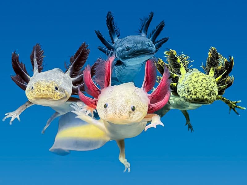 Exclusive Axolotl Sale