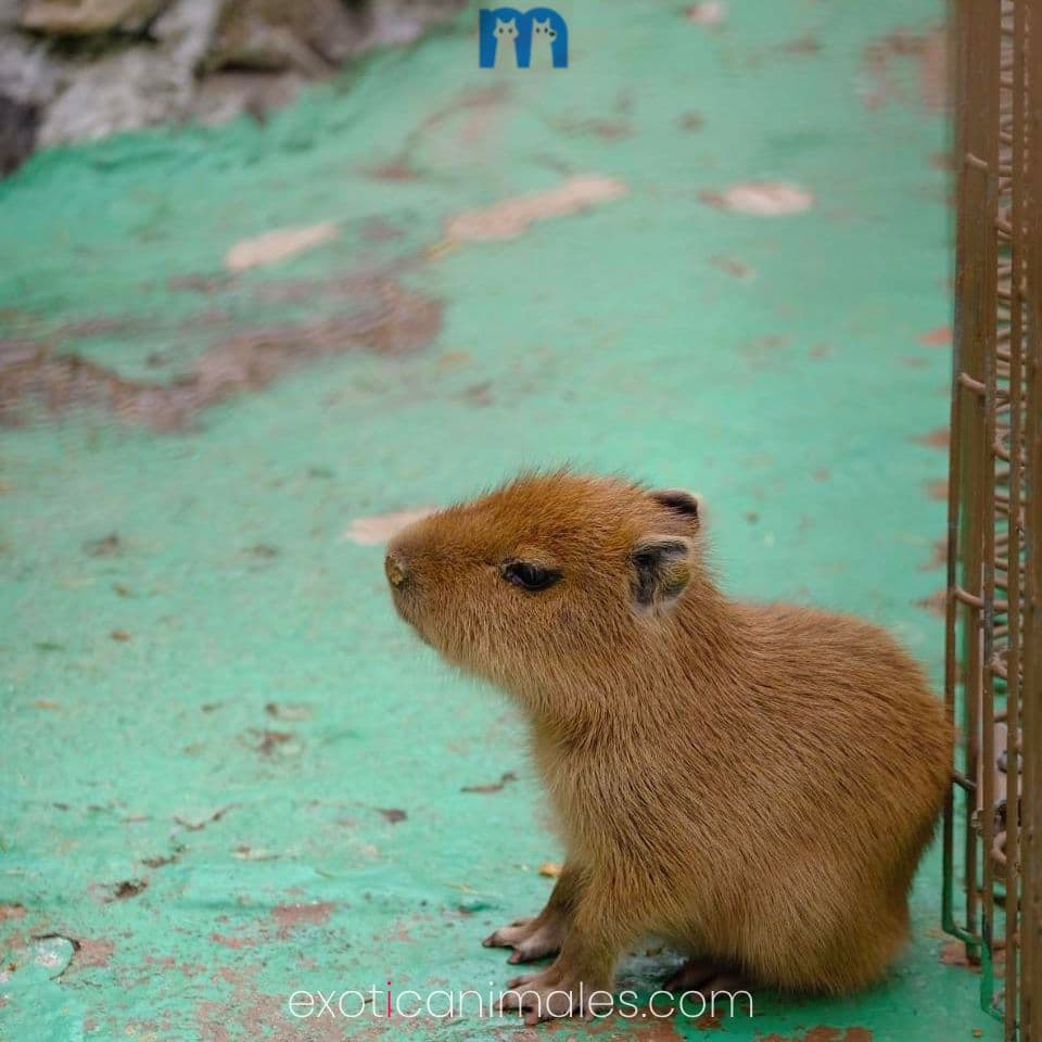 Baby Capybara for sale
