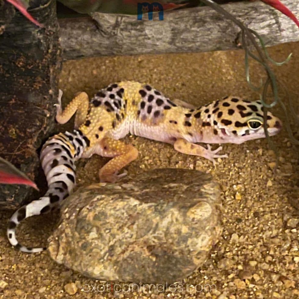 Crested Gecko - Harlequin