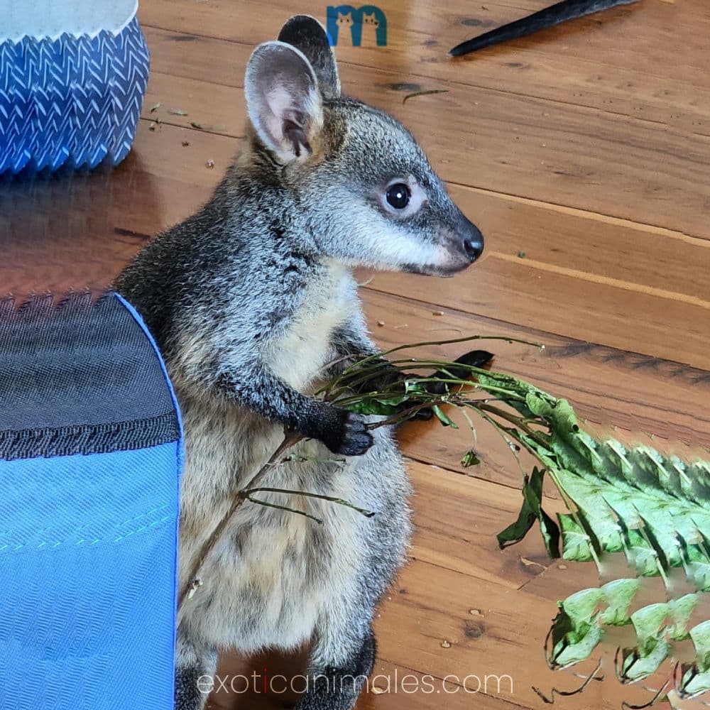 Swamp Baby Wallaby