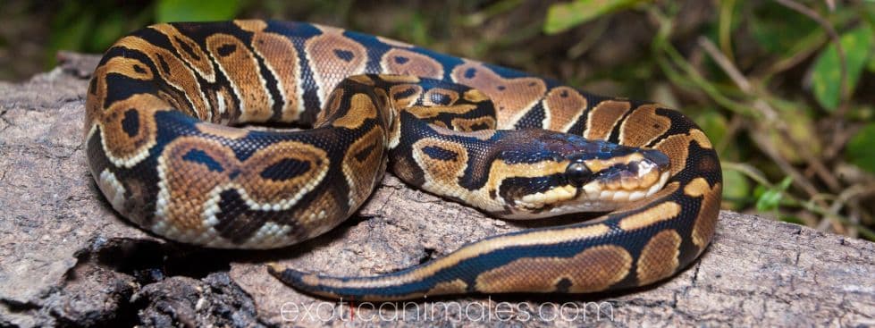 Ball Pythons care sheet