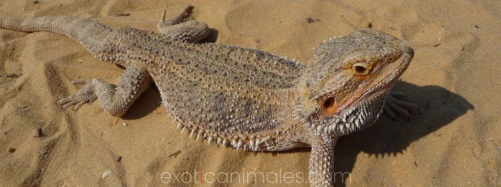 Bearded Dragons care sheet