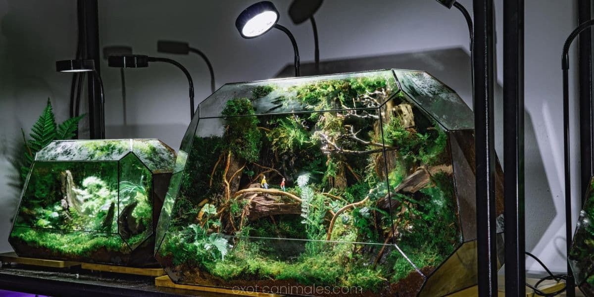 Bioactive Terrarium Plants and Lighting