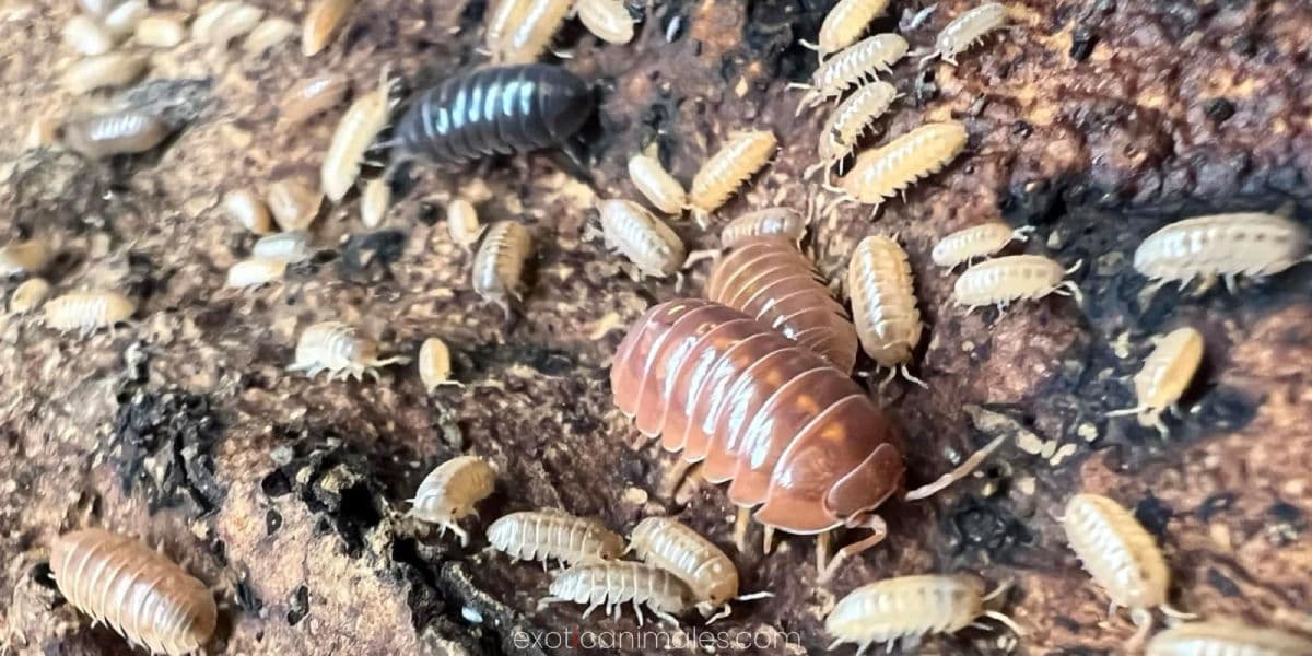 Bioactive Terrarium Clean-Up Crew Insects