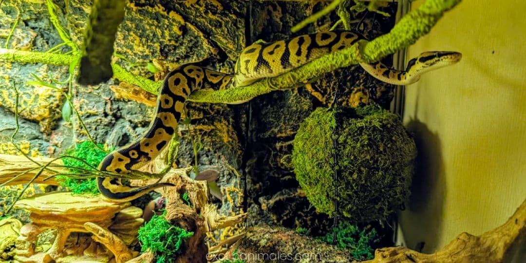 The Ultimate Ball Python Bioactive Manual