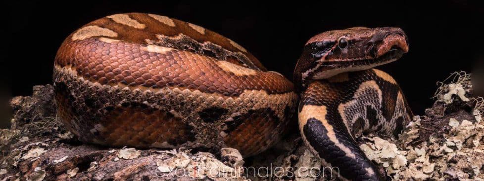 Blood Pythons care sheet