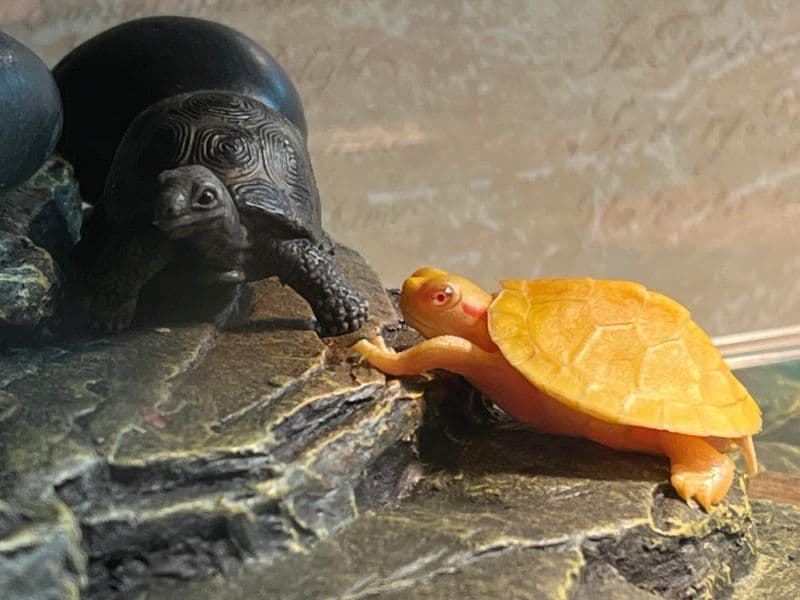 Pet Turtles
