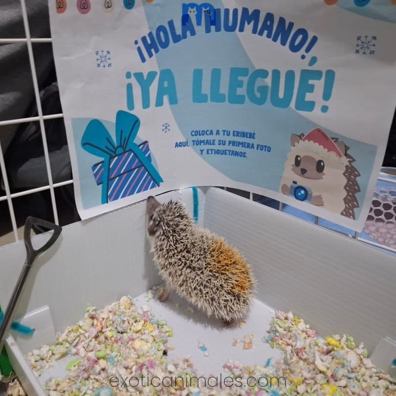 African Pygmy Hedgehog