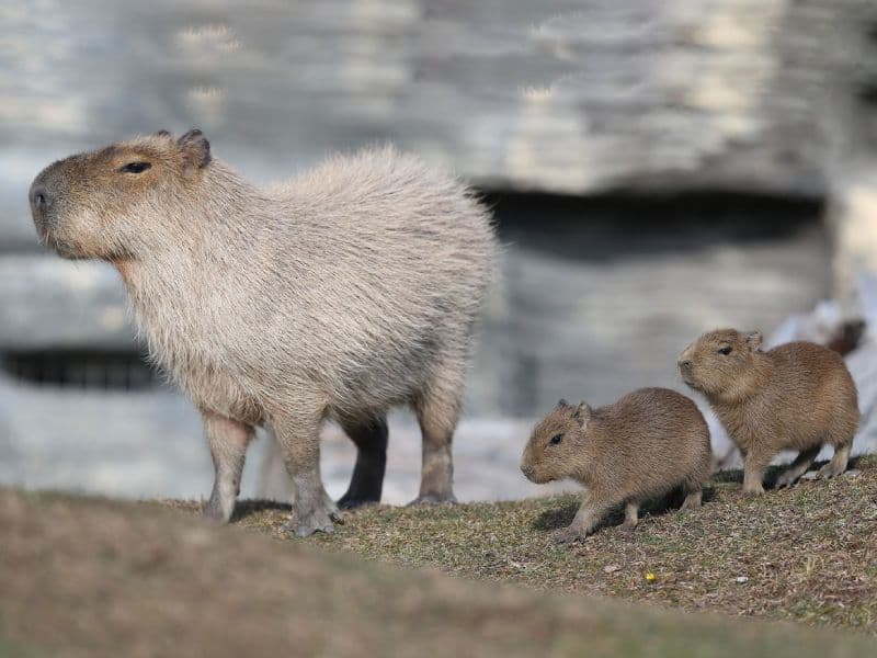 Prairie Dogs & Capybaras
