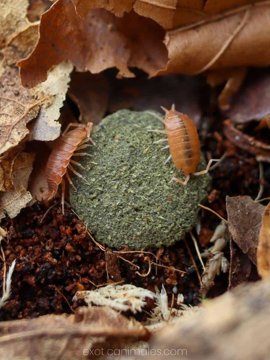 The Clean-Up Crew: Engine of Sustainability