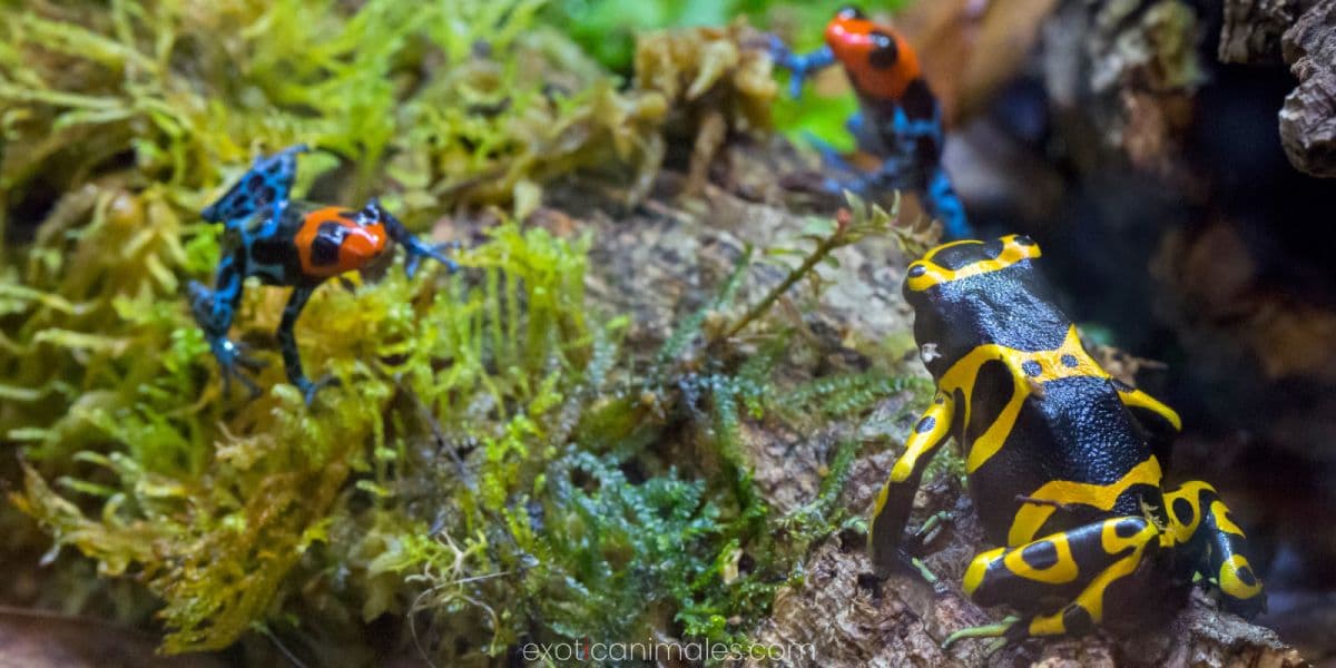 Dart Frog Jungle Floor Ecosystems