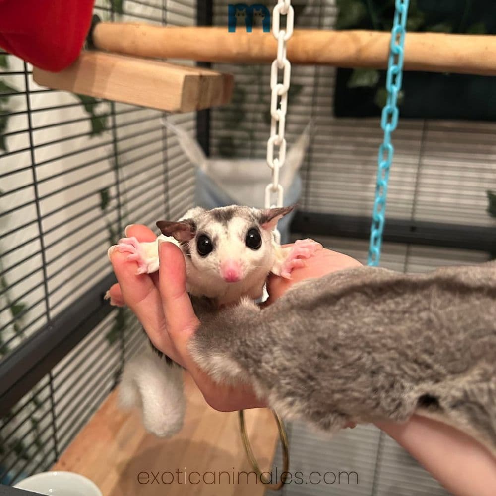 Classic Sugar Glider