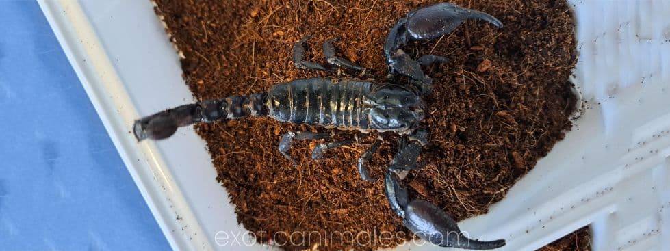 Forest Scorpions care sheet