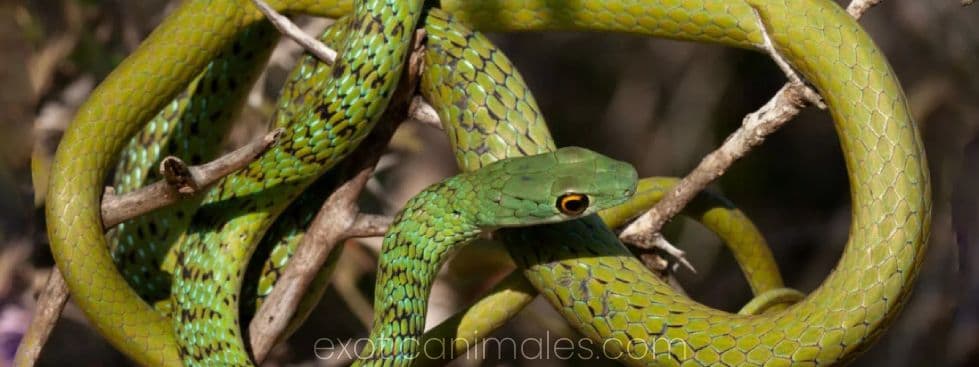 Green Bush Snakes care sheet