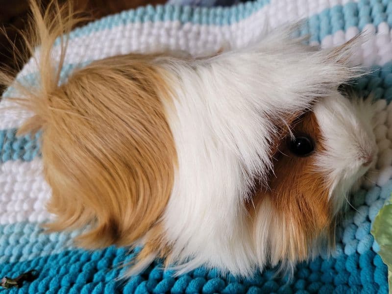 Premium Guinea Pig