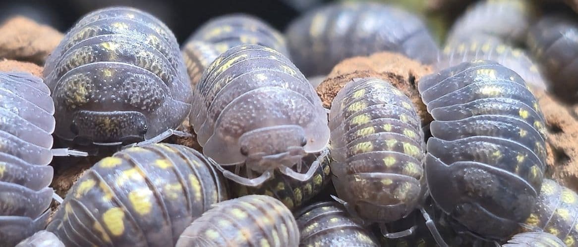 Ecosystem Detail Banner