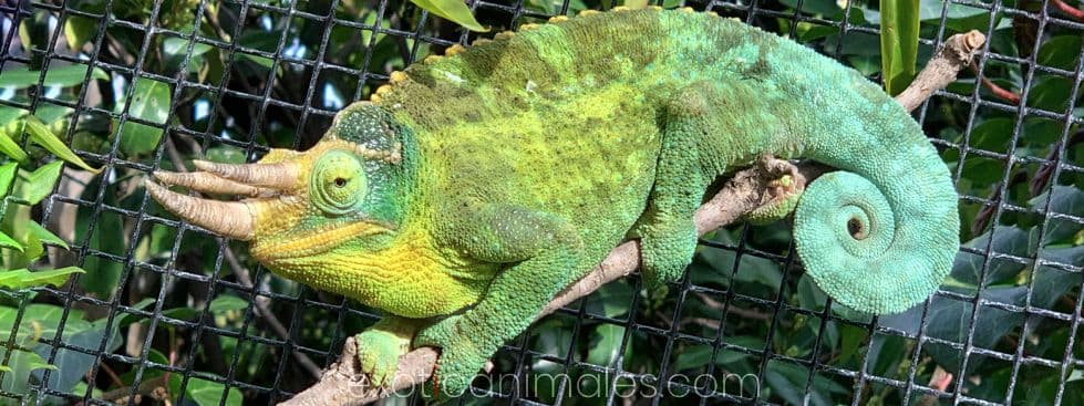 Jackson’s Chameleons care sheet