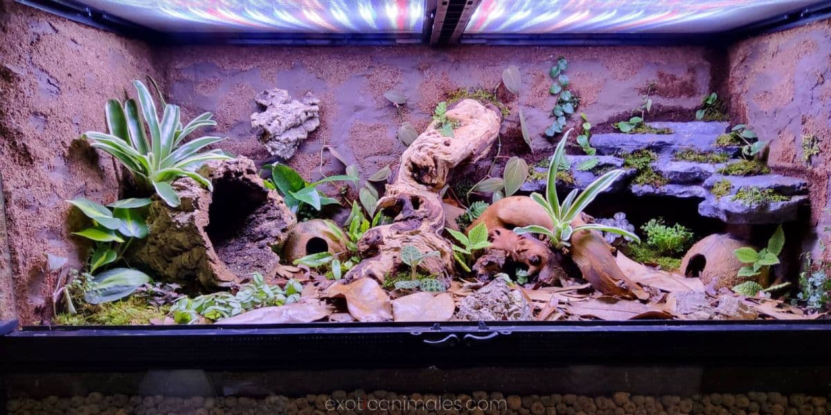 Basic Bioactive Enclosure Setup Overview