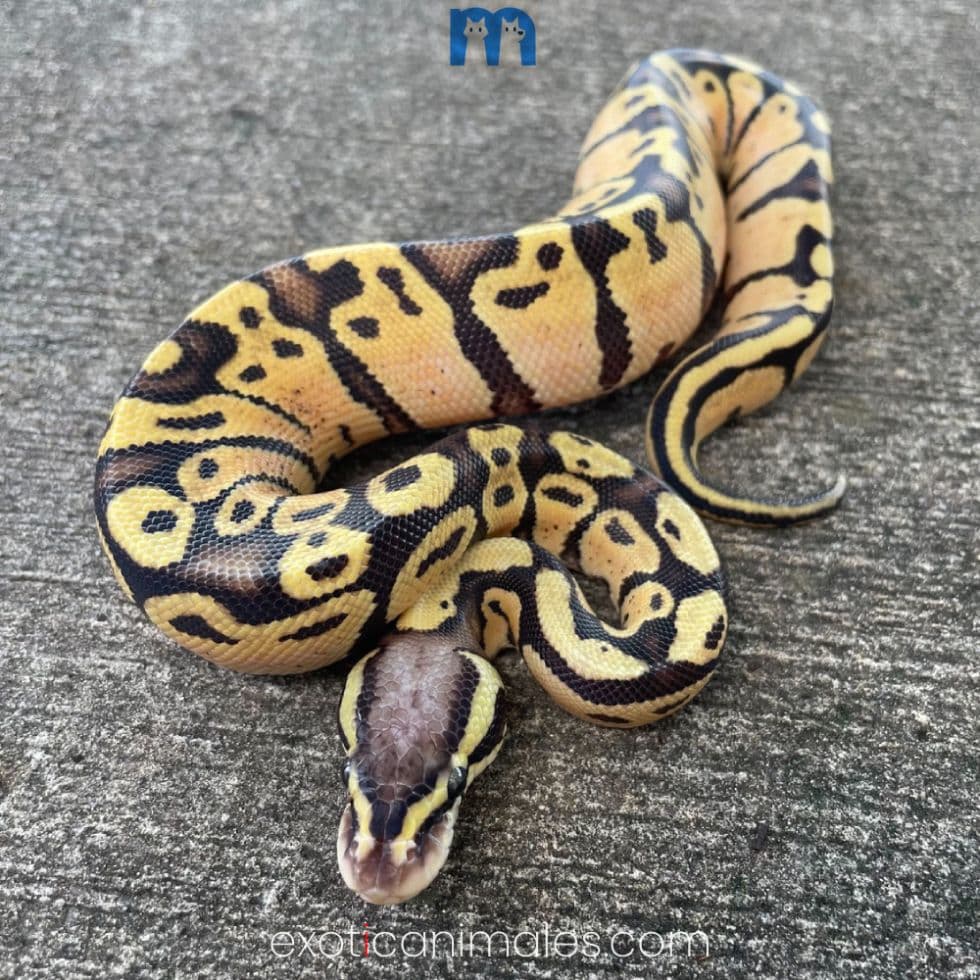 Pastel Ball Python for Sale