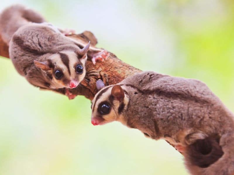 Sugar Gliders