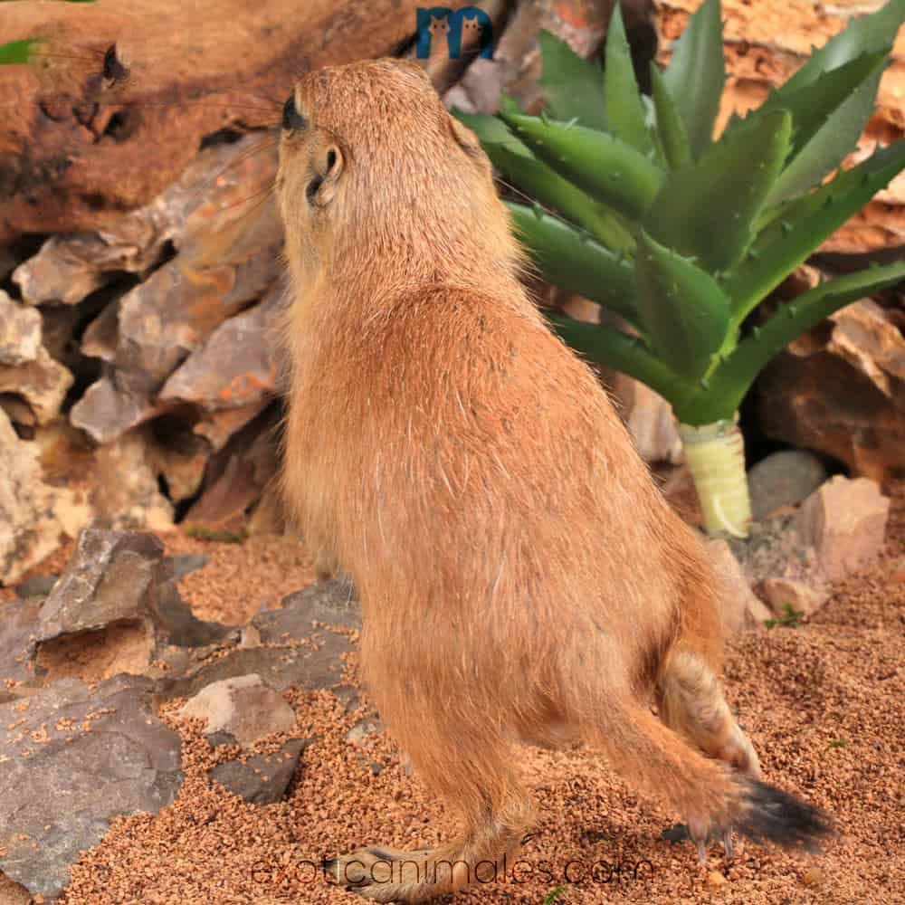 Baby Prairie Dog for sale