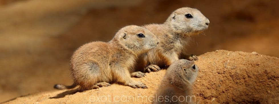 Prairie Dogs care sheet
