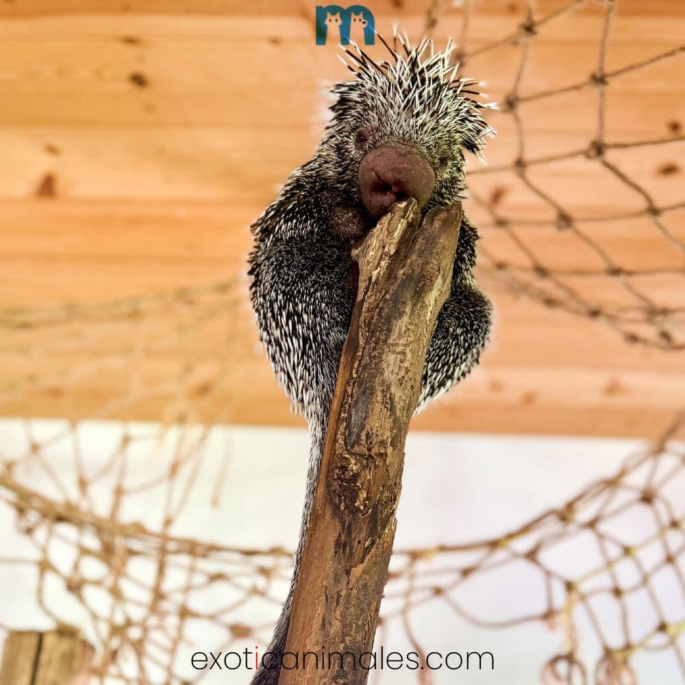 Prehensile Porcupine