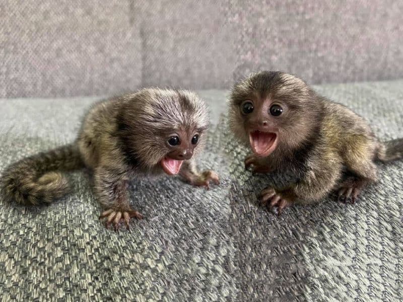 Marmoset Finger Monkeys