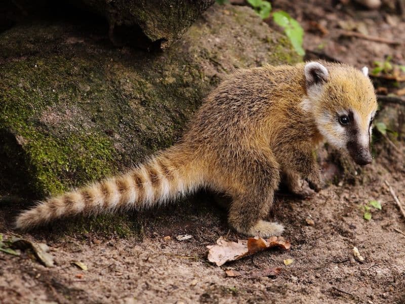 Ring-Tailed Coatis