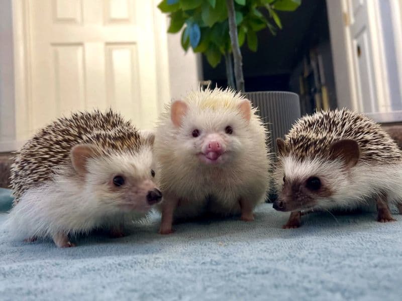 Hedgehogs & Hamsters