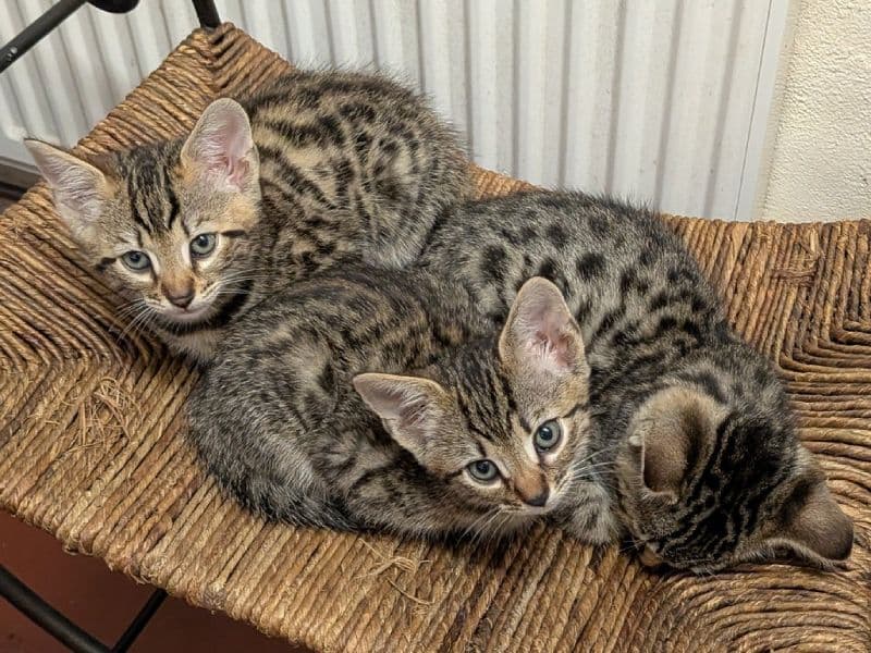 Savannah Cat Kittens