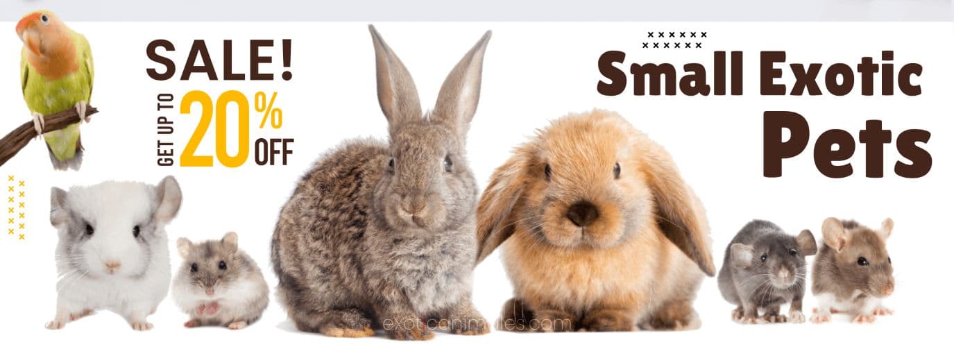 Exotic Pets Sale