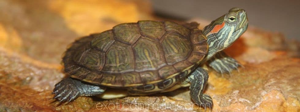 Wood Turtles care sheet