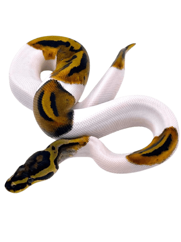 Baby Ball Python Litter