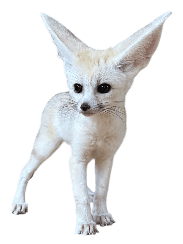 Fennec Fox Babies